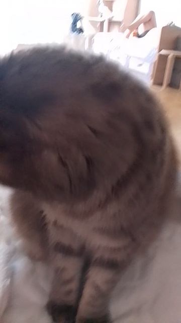 Вот мой кот