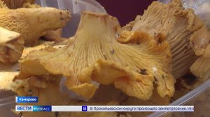 Опасная тихая охота: кузбассовцам рассказали, как отличить ядовитый гриб от съедобного