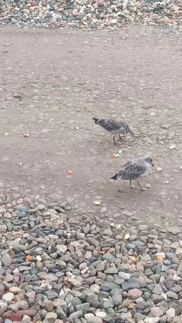 Страусята🥹голодные