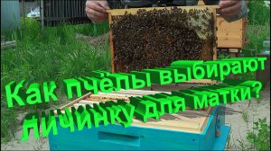 Как пчёлы выбирают, из какой личинки растить матку? (Там нет голосования) | Кашковский 🐝👑
