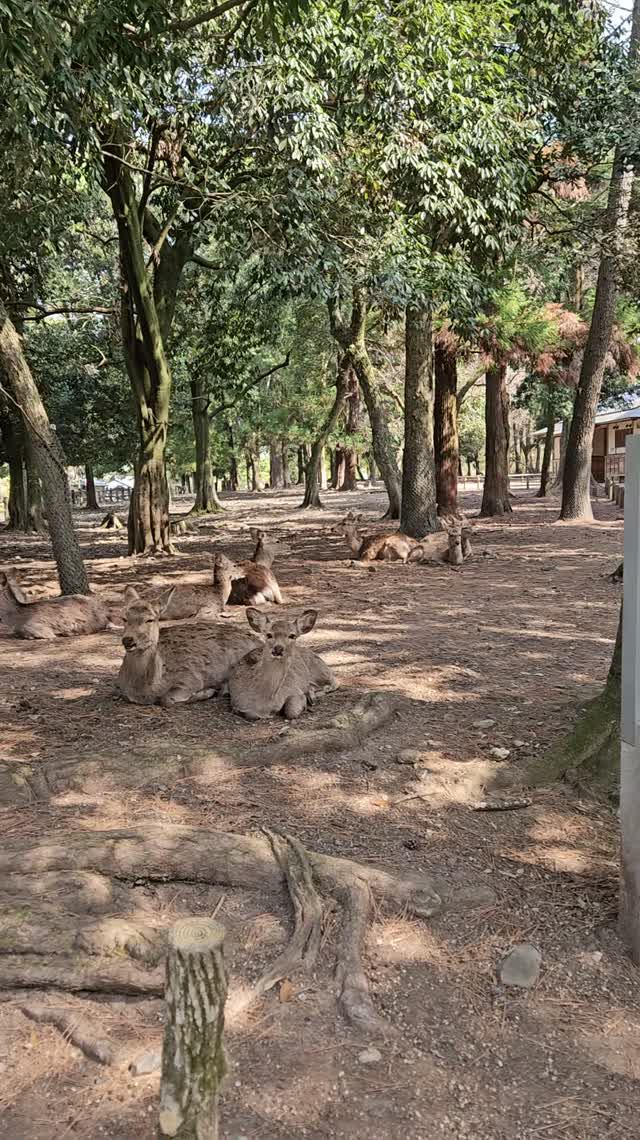 Япония: олени в Наре