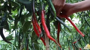 КИТАЙ 44.Сделайте миску из свежей и острой куриной лапши из ротанга для всей семьи