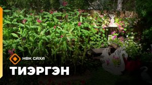 «Тиэргэн»  (04.08.26)