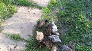 НЕ ВЫТЕРПЕЛА
ЗАЛЕЗЛА
ПОСМОТРЕТЬ