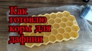 КАК Я ГОТОВЛЮ КОРМ ДЛЯ ДАФНИИ