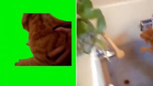 Original video vs meme | CAT MEMES