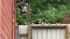 Очередь на кормушку