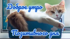 С добрым утром ! Позитивного дня и настроения. Красивая музыкальная открытка.