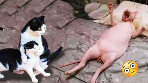 Приколы с котами! Такие смешные 😁🤣