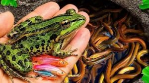 Исследуем Маленький Пруд, Полный Дикой Природы! | Ловим Золотых Рыбок, Лягушек, Крабов