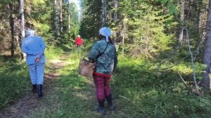 В лес за грибами ,на ужин плов .
