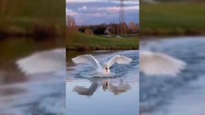 Посадка лебедя на воду.