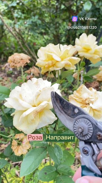 Удаляйте цветки у розы