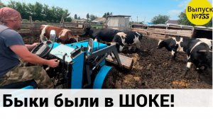 Как мы готовимся к сдаче наших быков. Жизнь и будни в Омской деревне.