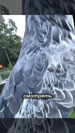 Самая страшная птица в мире