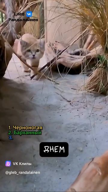 3 Unusual Cats 🐱