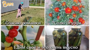 Влог 🏠 Спасаю ромашки. Едим своё и это очень вкусно 👍 Солю огурцы