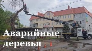 В Луганске с начала года обрезали более 900 аварийных деревьев