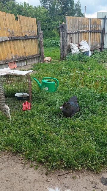 защищаемся  от Самурая, щиплется.