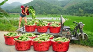 Сбор огурцов для продажи на рынке. Фуонг. Вьетнам