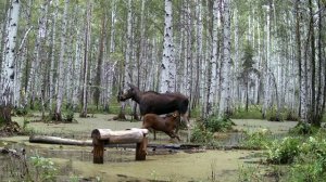 Дождливое лето 2026