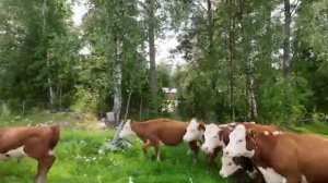 Скосил траву и перегнали ГЕРЕФОРДОВ на новое поле Работа без остановки