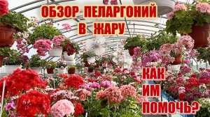 Обзор пеларгоний в жару. Как им помочь?