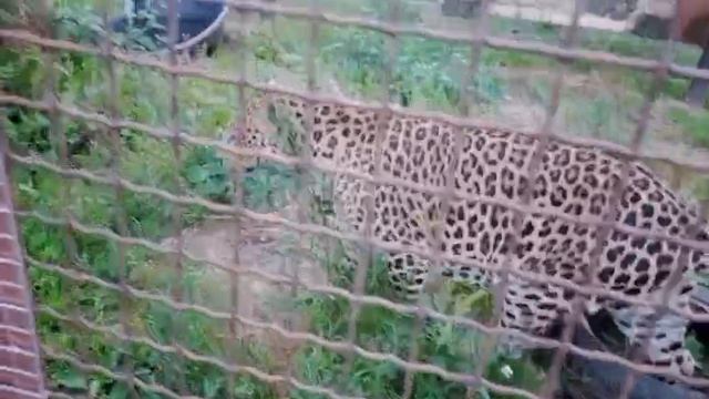 VNUD2754_04.08.2026_видео от Ивана