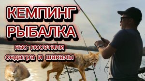 Кемпинг и рыбалка с ночевкой: К нам пришли шакалы и ондатра!