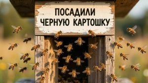 ПРИЛЕТЕЛИ ДВА РОЯ ПЧЕЛ. ПОСАДИЛИ ЧЕРНУЮ КАРТОШКУ. КЛУБНИКА ТРЕБУЕТ ПОДКОРМКУ. 2026-06-09