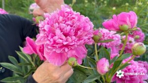 Edulis Superba peony. Эдулис Суперба пион. Пулков сад (2026 г.)