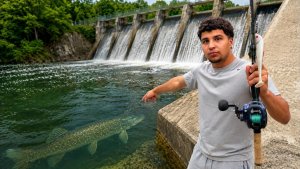 Я проверил, действительно ли водосливы удерживают гигантских рыб