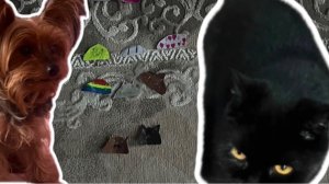 Вау!!! Дея и Барсик нашли всех бумажных пельменей которых спрятала Милла