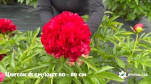 Eliza Lundi peony. Элиза Лунди пион. Пулков сад (2026 г.)