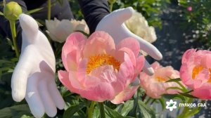 Abalone Pearl peony. Абалон Перл пион. Пулков сад (2026 г.)