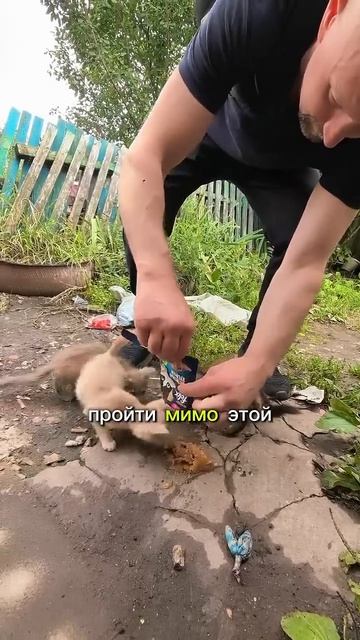 Им кинули буханку хлеба. #помощьживотным