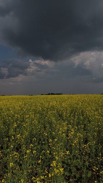 Гроза и рапс, хороший полив нужен всем