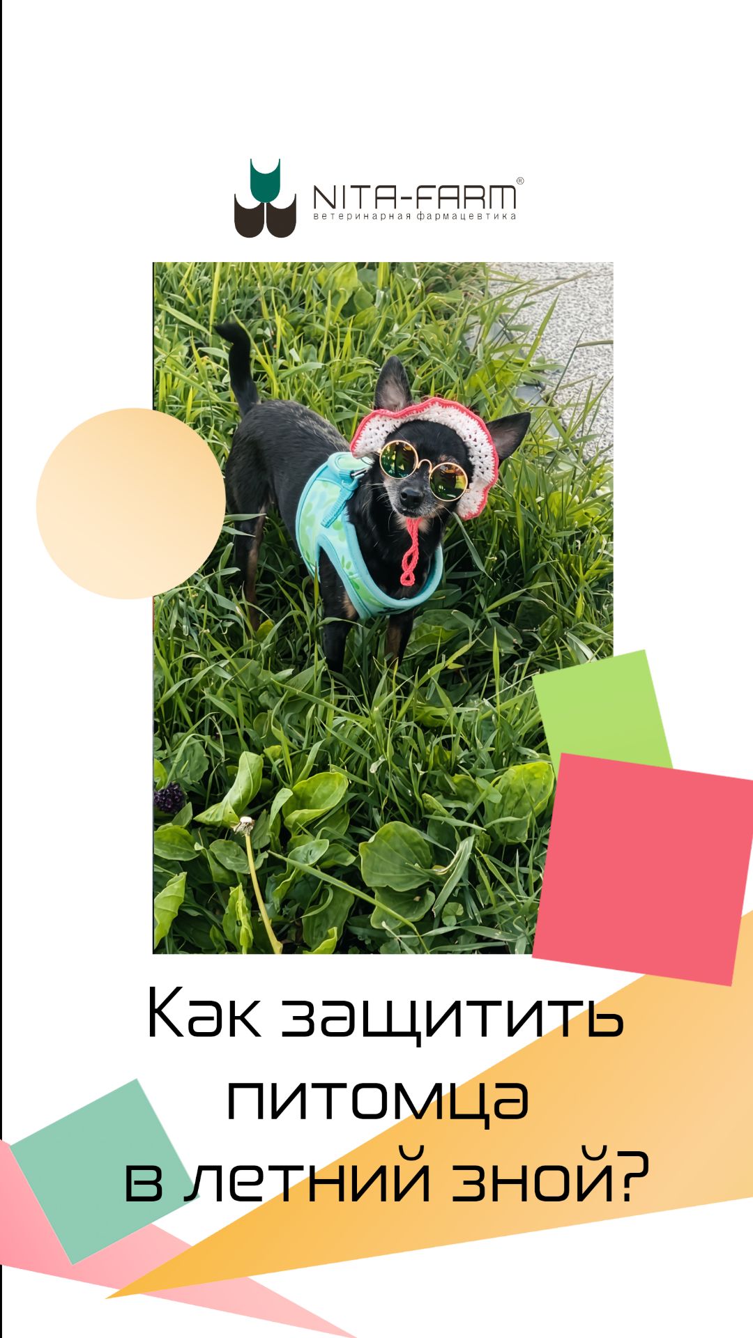Как защитить питомца в летний зной