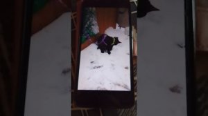 Мой лучший друг которого я не забуду никогда