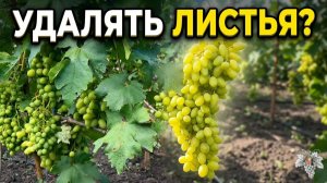 НУЖНО ли ОСВЕТЛЯТЬ ГРОЗДИ Винограда? УДАЛЯТЬ ЛИСТЬЯ или НЕТ? 🍇 Владимир Маер