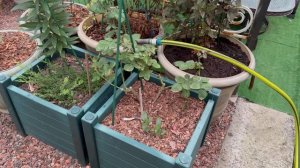 В горшечном садике🌿Розы и другие растения в больших кашпо 🌿4 августа 26г🌿