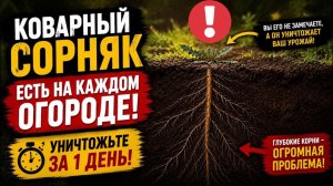 Один корень - и весь участок захвачен! Самый коварный сорняк на вашем участке!
