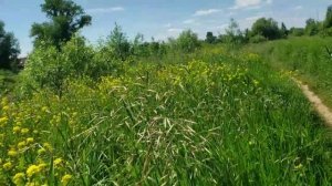 СТАРОЕ кафе,ВЕРНЫЕ ДРУЗЬЯ