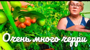Очень много сладких  черри.Помидоровые джунгли
