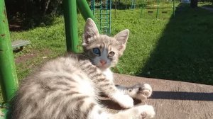 Мой котёнок