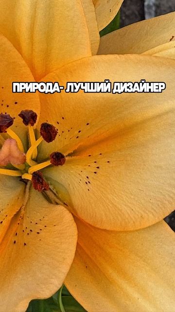 Геометрия и красота природы 🌿