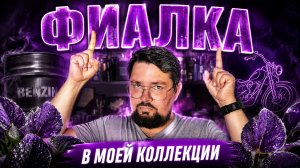 Фиалка - то, что нужно летом! Фиалка в моей коллекции #электропарфюмер #маркинпарфюмрф