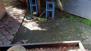 полный двор новых бельчат.