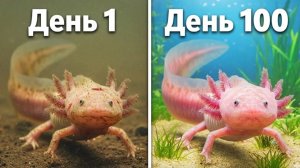 Я Спас Заброшенного Аксолотля...