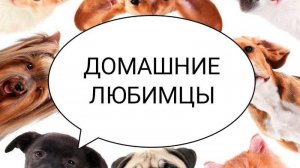 Домашние любимцы . Занятие от 31.07.2026. Педагог Дарченко Татьяна Олеговна